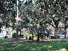 Looking across park at historic house