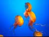jelly fish.