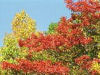 Fall colors around the parkway