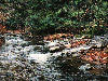 Another view of the creek, which is stocked.