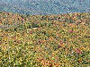 View of Licklog ridge
