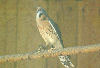 Little bird at Bays Mountain.