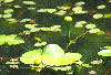 Lilly pads on Bays Mountain Lake.