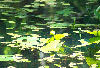 Lilly pads on Bays Mountain Lake.