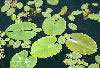 Lilly pads on Bays Mountain Lake.