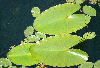 Lilly pads on Bays Mountain Lake.