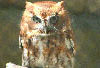 Owl at Bays Mountain.