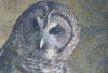 Owl at Bays Mountain.