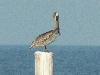 Pelican on a pylon