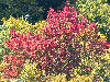 fall colors on the Blueridge