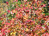 fall colors on the Blueridge