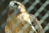 Red tail Hawk at Bays Mountain.