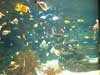 fish swimming around a reef.