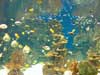 fish swimming around a reef.