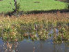 Picture of a fence line through a swamp.