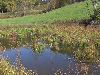 Different view of the swamp.