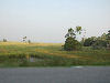 View of swamps near the highway