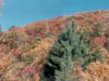 Fall colors on white top mountain.