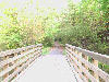 Looking down the trail from one of many bridges.