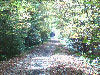 Looking down the trail with the afternoon sun shining through.