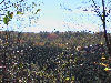 A barn sits at the edge of a christmas tree meadow.