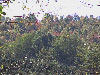 The edge of a christmas tree meadow.