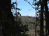 Looking throught some trees at a distant hill side.