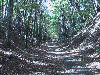 Looking down a shaded section of the trail.