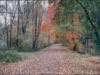 Fall colors along the trail.