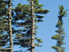 Trees
