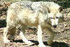 Wolf at Bays Mountain.