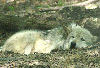 Wolf at Bays Mountain.