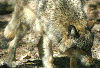 Wolf at Bays Mountain.