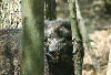 Wolf at Bays Mountain.