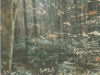 This picture was taken on the road to Walnut mountain